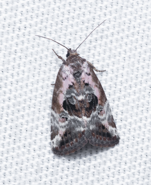 Hapalotis venustula - rózsaszínű mázasbagoly