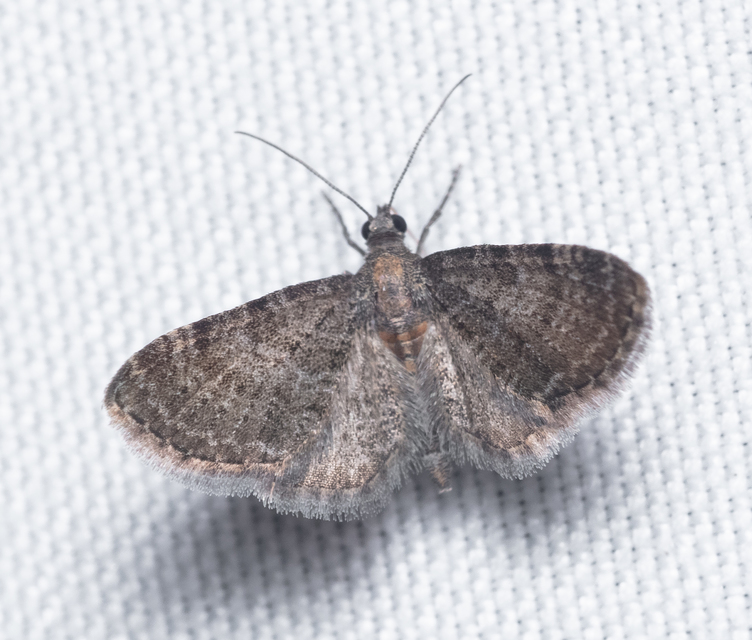 Eupithecia haworthiata - rozsdástestű törpearaszoló