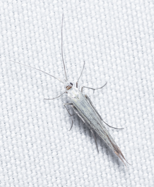 Coleophora