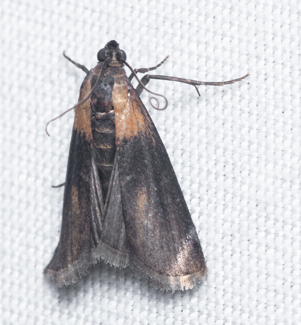 Sciota fumella - hideglápi karcsúmoly