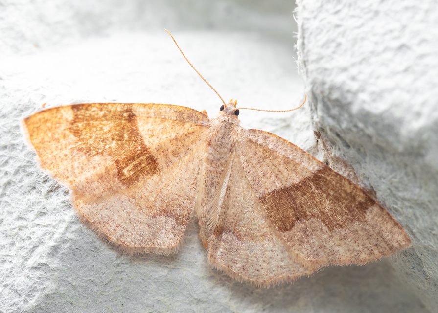 Plagodis pulveraria - szemcsés araszoló
