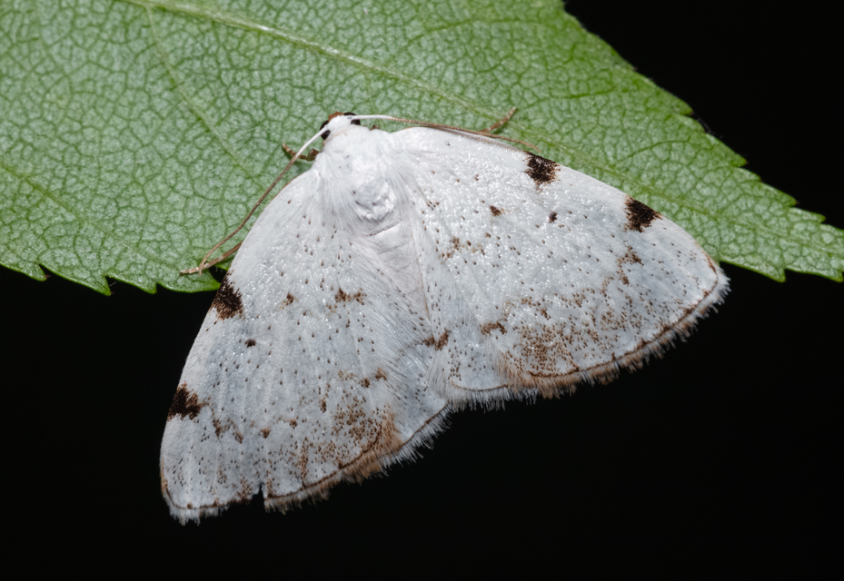 Lomographa bimaculata - kétpontos fehéraraszoló