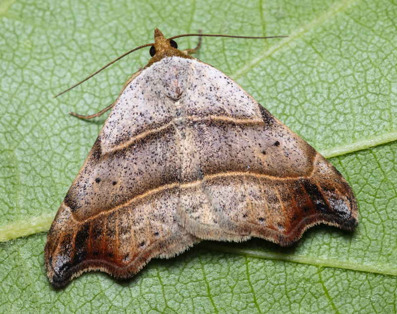 Laspeyria flexula - zuzmóbagoly