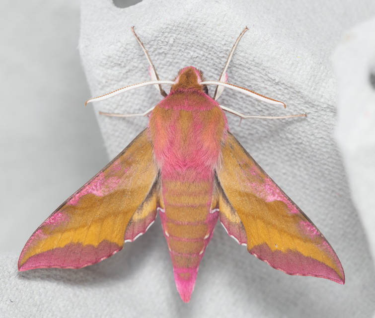 Deilephila porcellus - piros szender