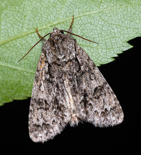 Acronicta auricoma - aranyos szigonyosbagoly