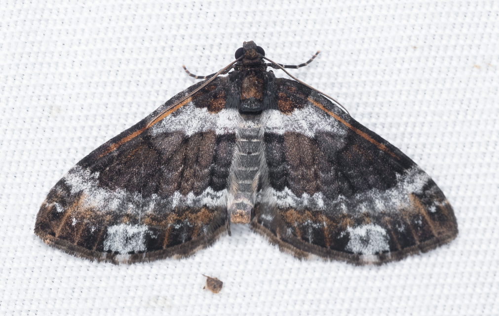 Melanthia procellata - hullámos tarkaaraszoló