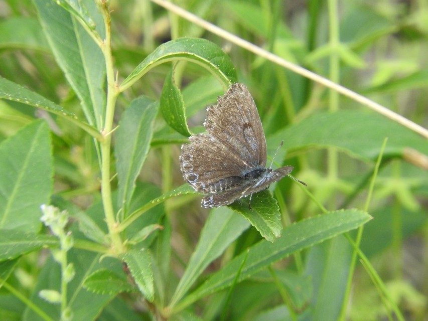Scolitantides orion - szemes boglárka