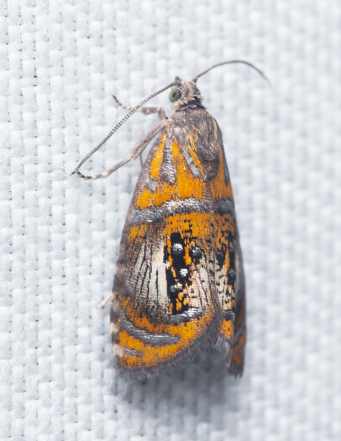 Olethreutes arcuella - avarevő tükrösmoly