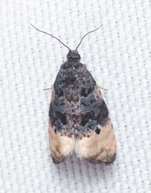Metendothenia atropunctana - pettyes tükrösmoly