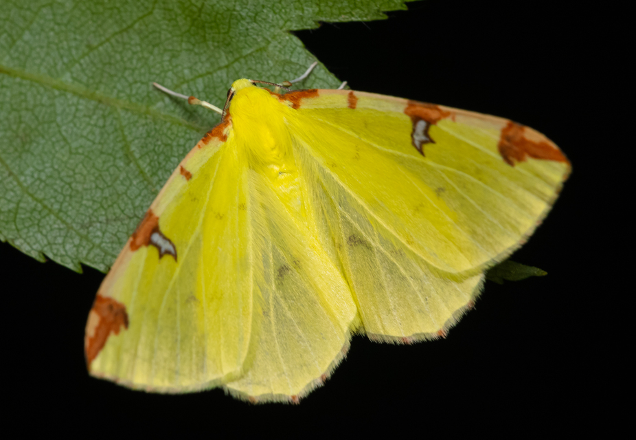 Opisthograptis luteolata - citromsárga araszoló