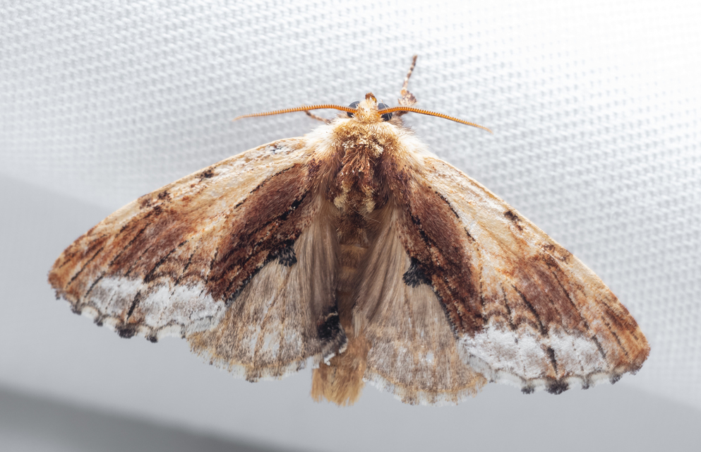 Ptilodon cucullina - csuklyás púposszövő