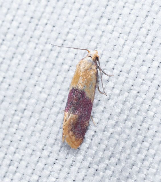Diceratura ostrinana - bíborsávos fúrómoly