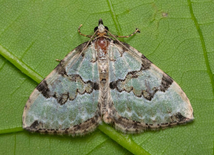 Colostygia pectinataria - zöld levélaraszoló