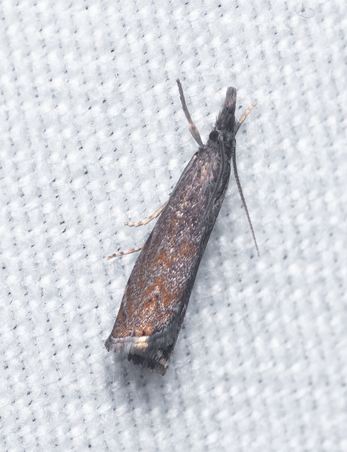 Platytes cerussella - törpe fűgyökérmoly