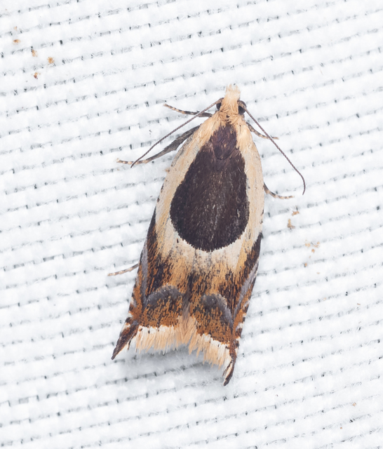 Ancylis