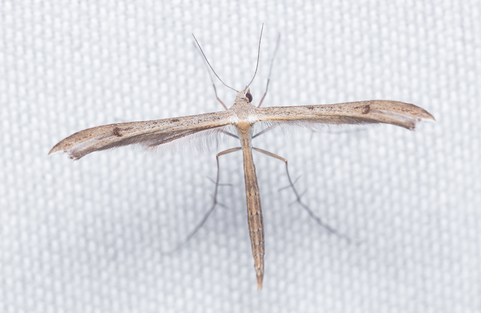 Emmelina monodactyla/argoteles