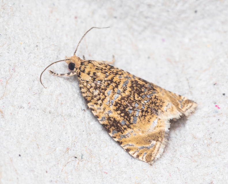 Celypha lacunana - vízparti tükrösmoly