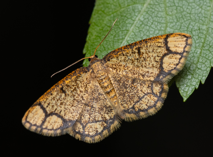 Stegania cararia - gyűrűs nyáraraszoló