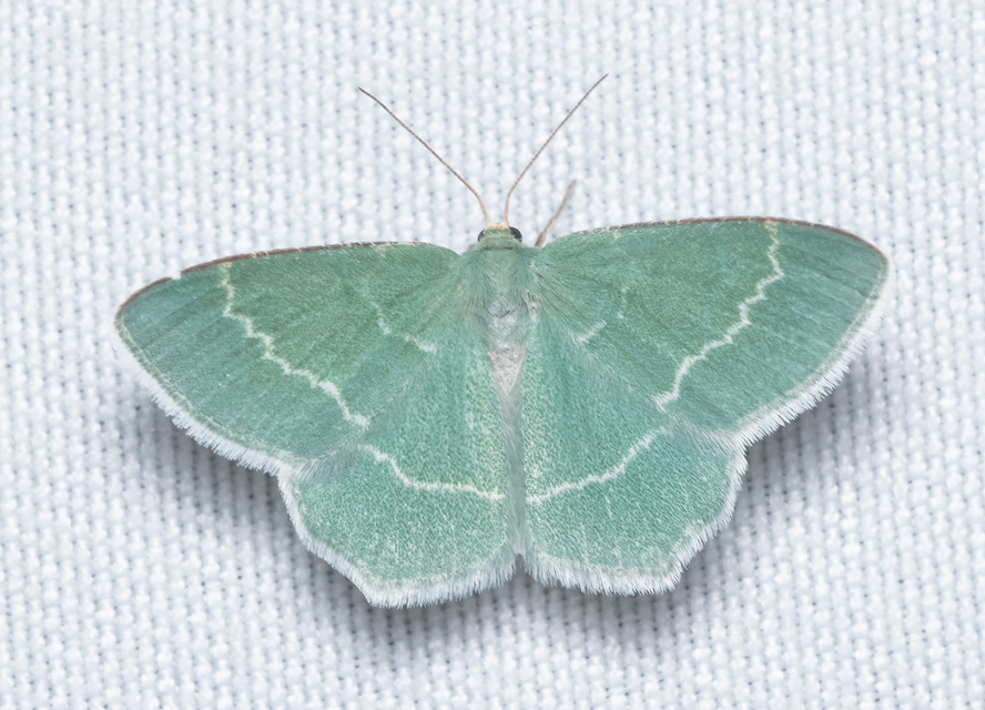 Chlorissa cloraria - sárgászöld araszoló