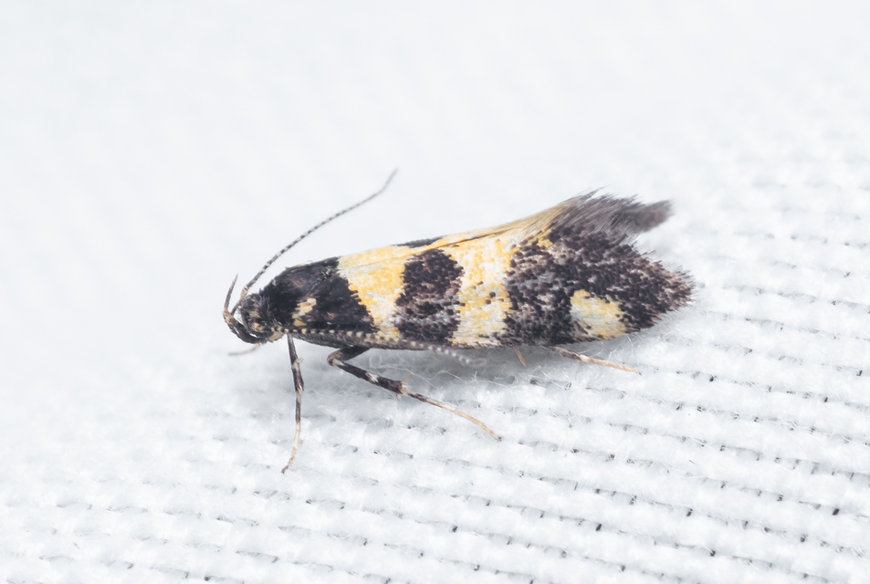 Denisia augustella - zebramoly