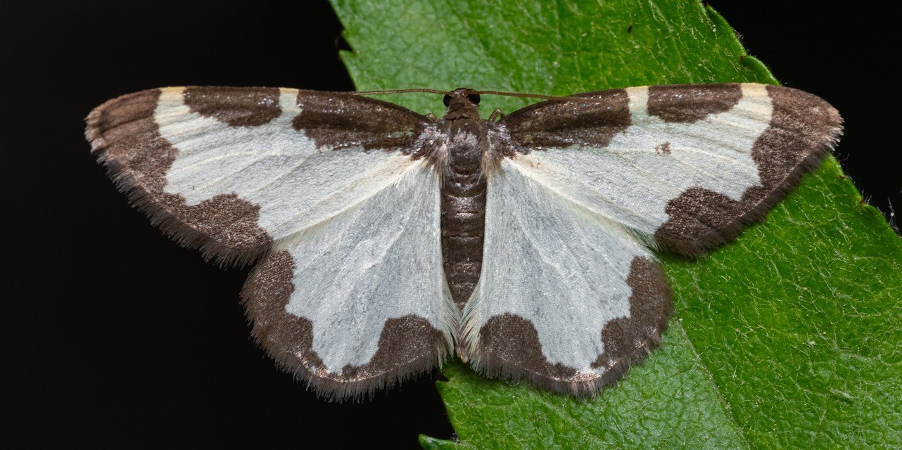 Lomaspilis marginata - szegélyes nyárfaaraszoló