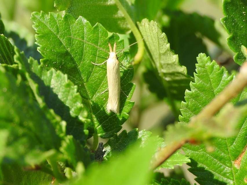 Pleurota