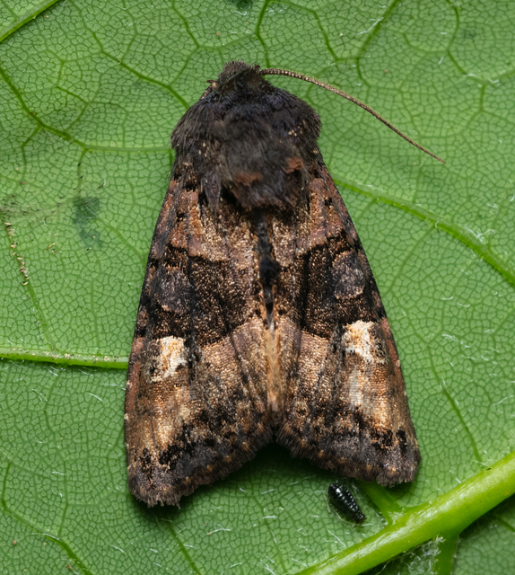Euplexia lucipara - szeder-csipkésbagoly