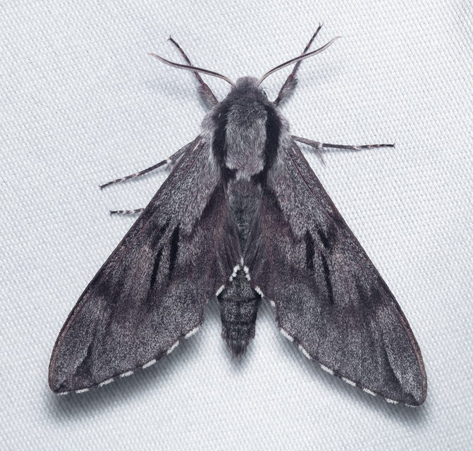 Hyloicus pinastri - fenyőszender