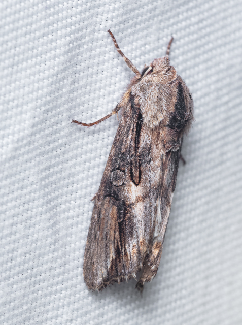 Egira conspicillaris - változékony szürkebagoly