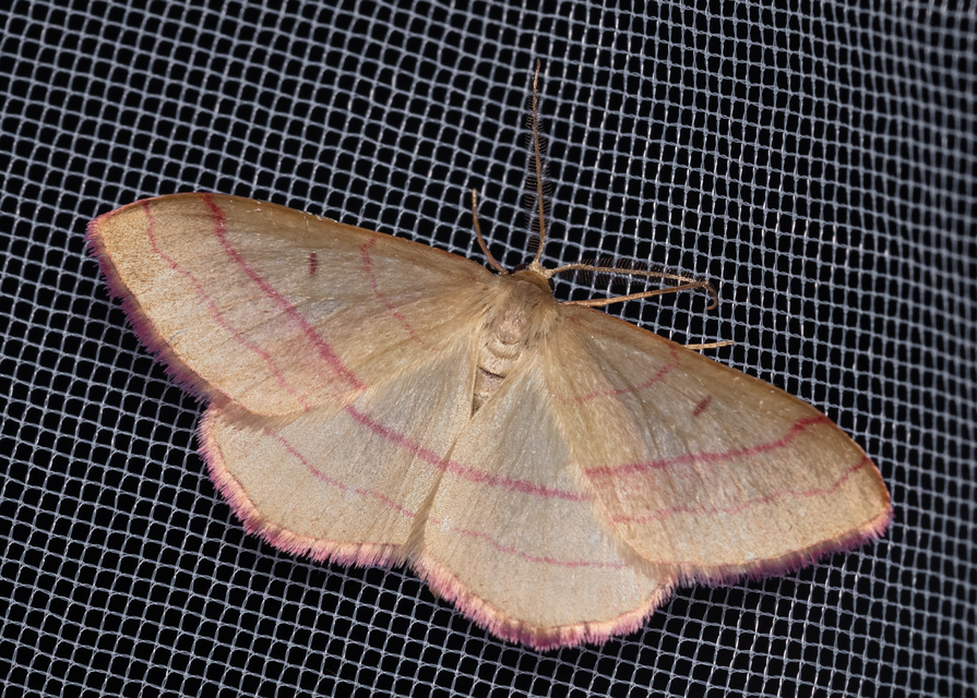 Rhodostrophia vibicaria - pirosszélű araszoló