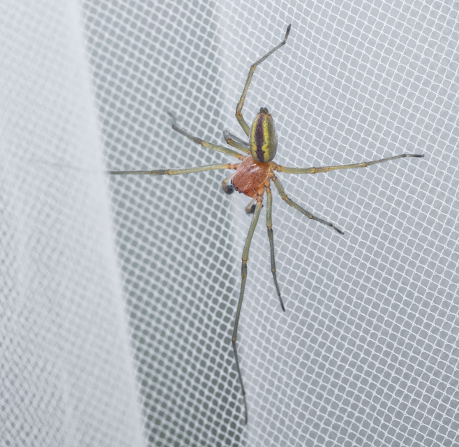 Araneae - Pókok