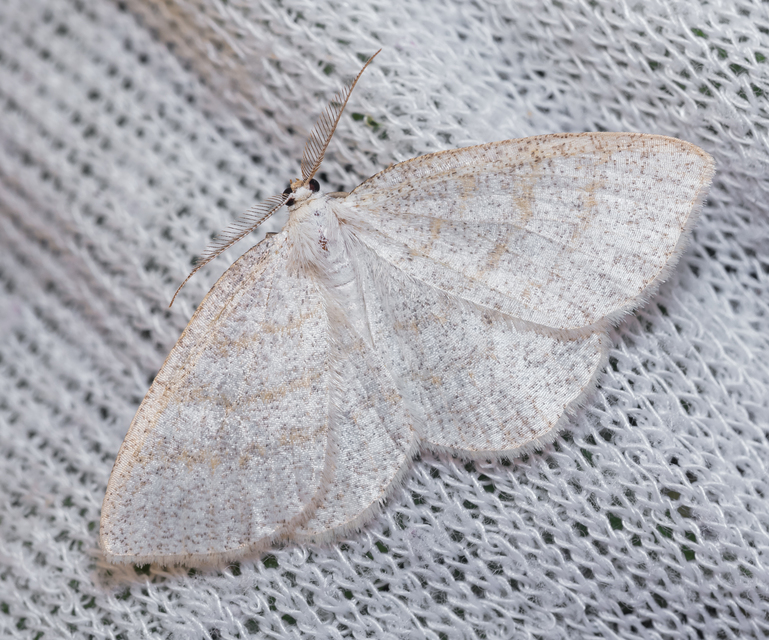 Cabera exanthemata - pettyes égeraraszoló