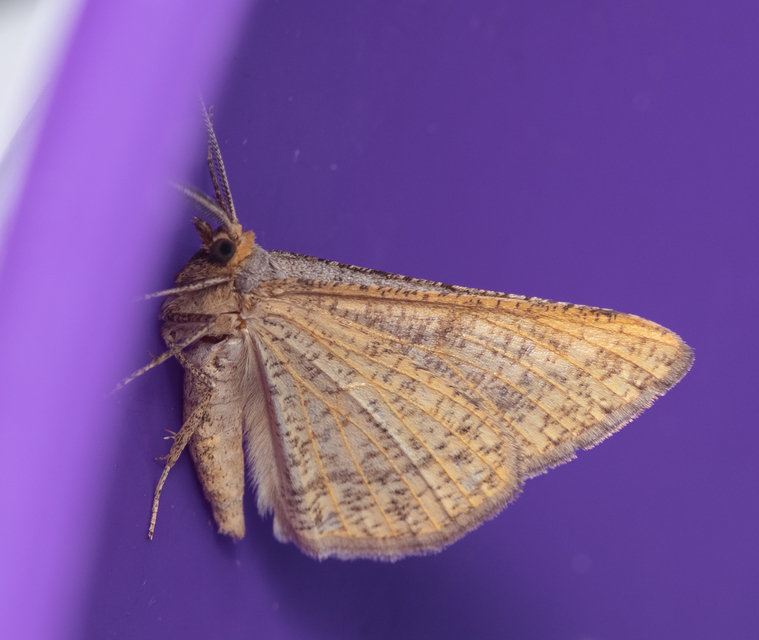 Tephrina arenacearia - lucerna-araszoló