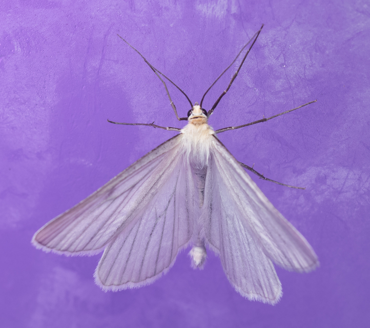 Siona lineata - vonalas fehéraraszoló