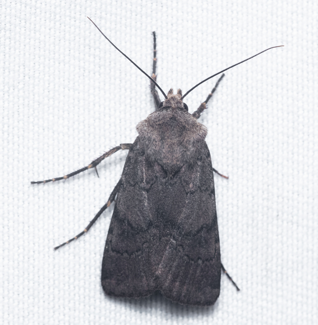 Agrotis cinerea - szürkés földibagoly
