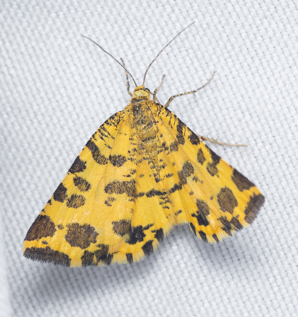 Pseudopanthera macularia - párducfoltos araszoló