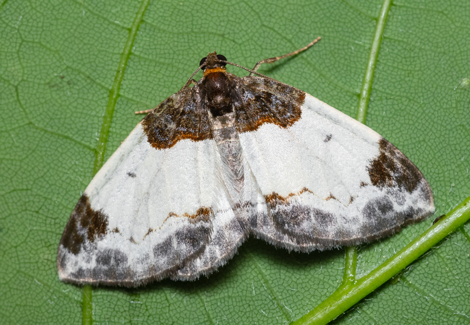 Mesoleuca albicillata - tarka fűzfaaraszoló