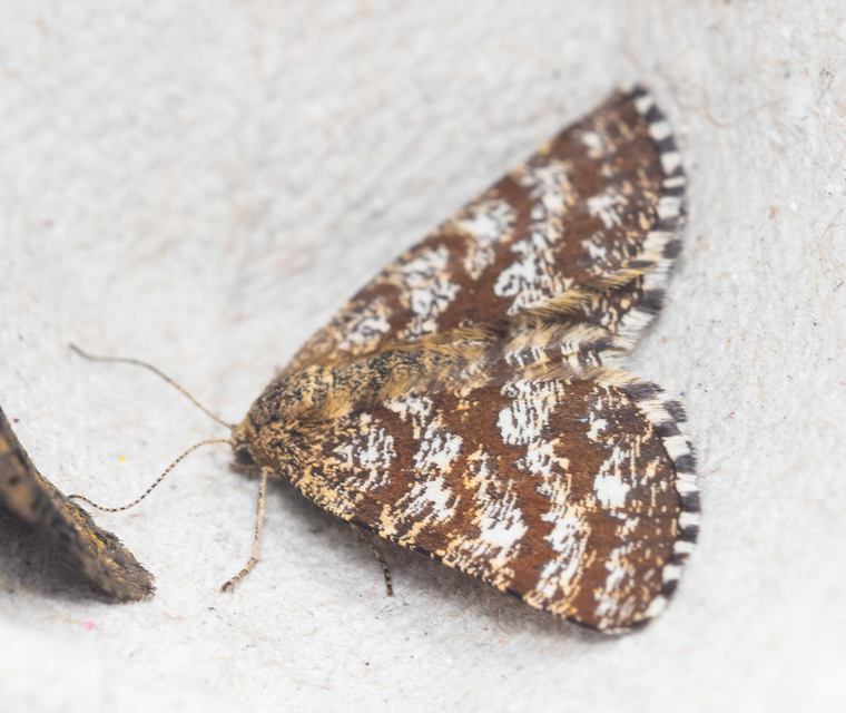 Ematurga atomaria - barna rétiaraszoló