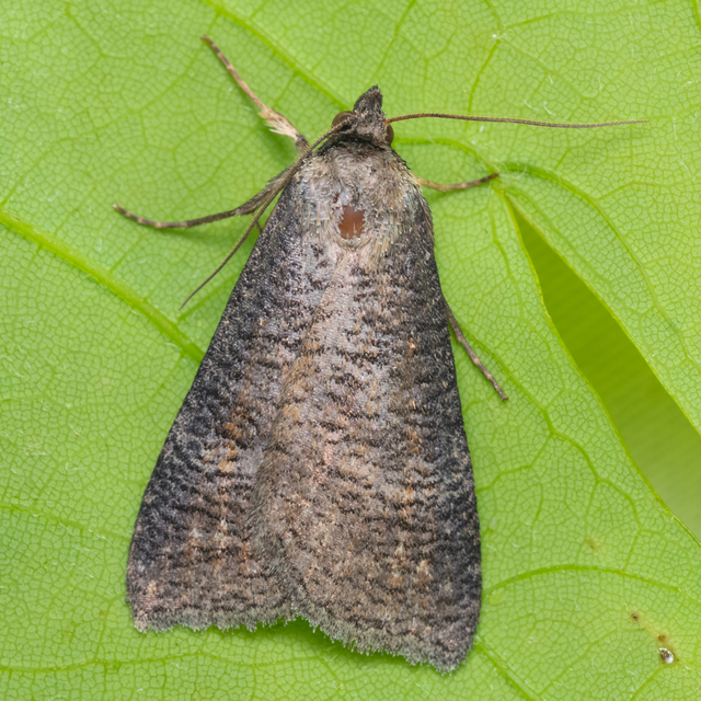 Lygephila procax - fekete csüdfűbagoly