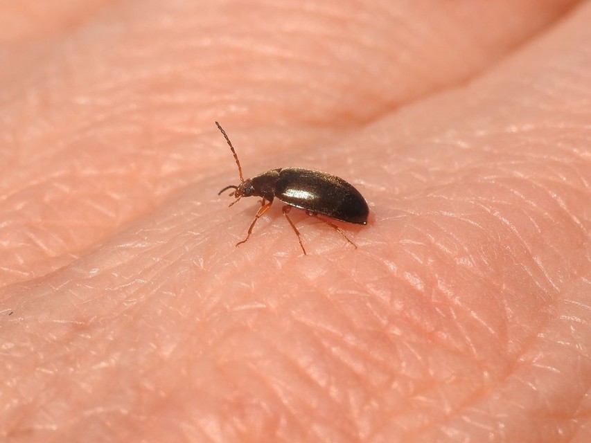 Isomira
