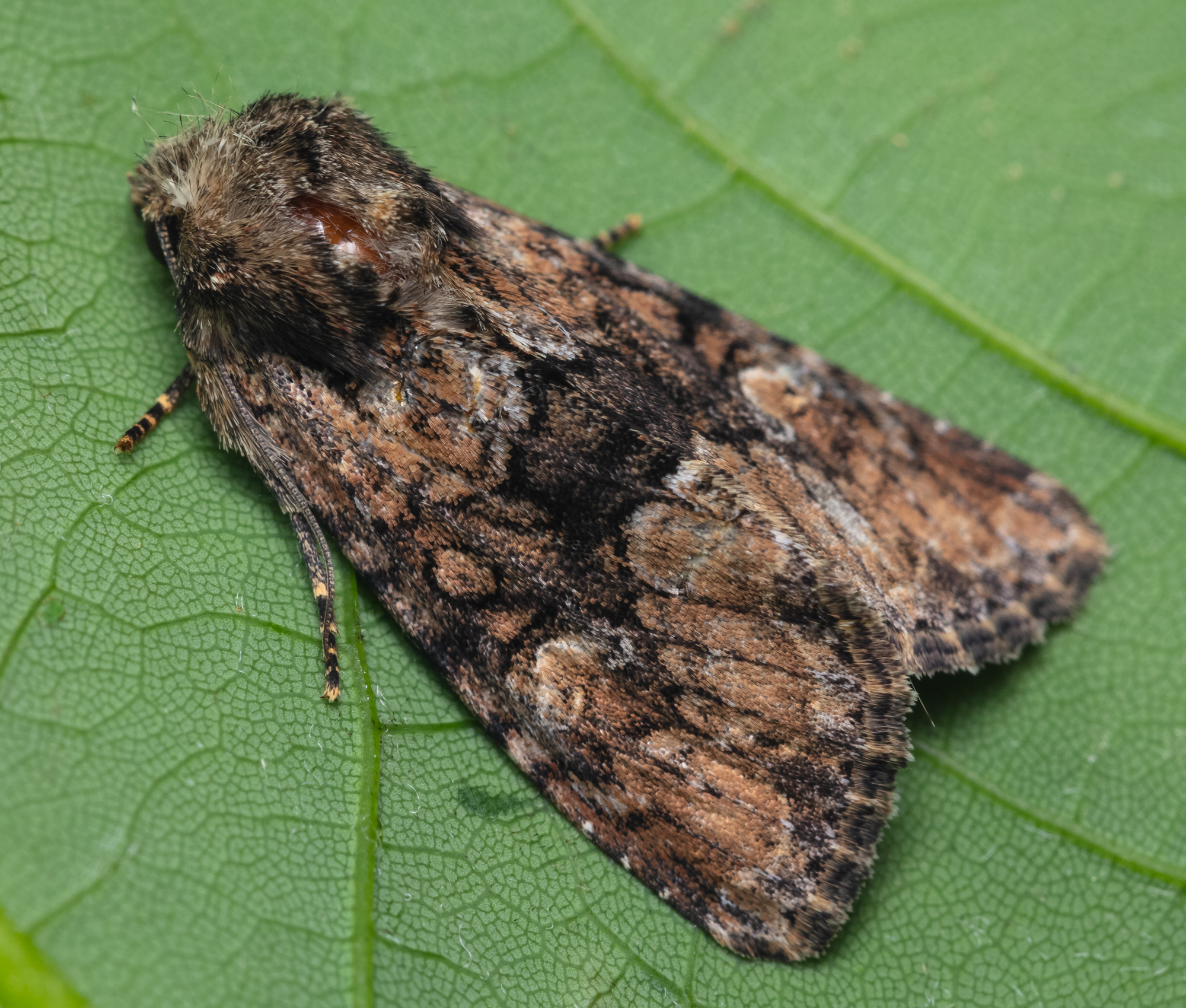 Apamea illyria - déli dudvabagoly