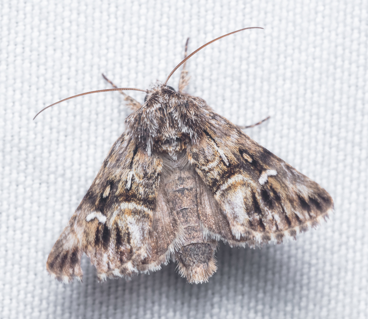 Calophasia lunula - gyújtoványfű-apróbagoly