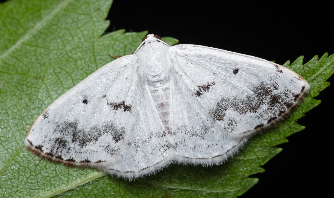 Lomographa temerata - foltos fehéraraszoló