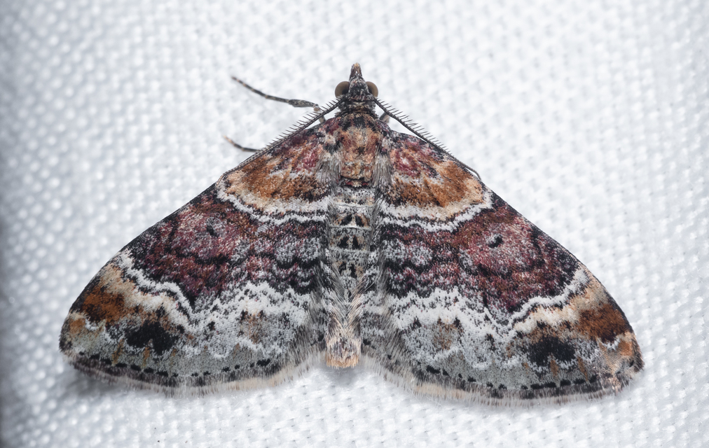 Xanthorhoe spadicearia - sávos tarkaaraszoló