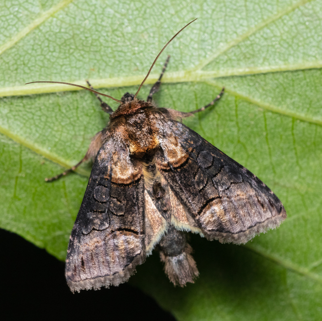 Abrostola asclepiadis - barnaövű csalánbagoly