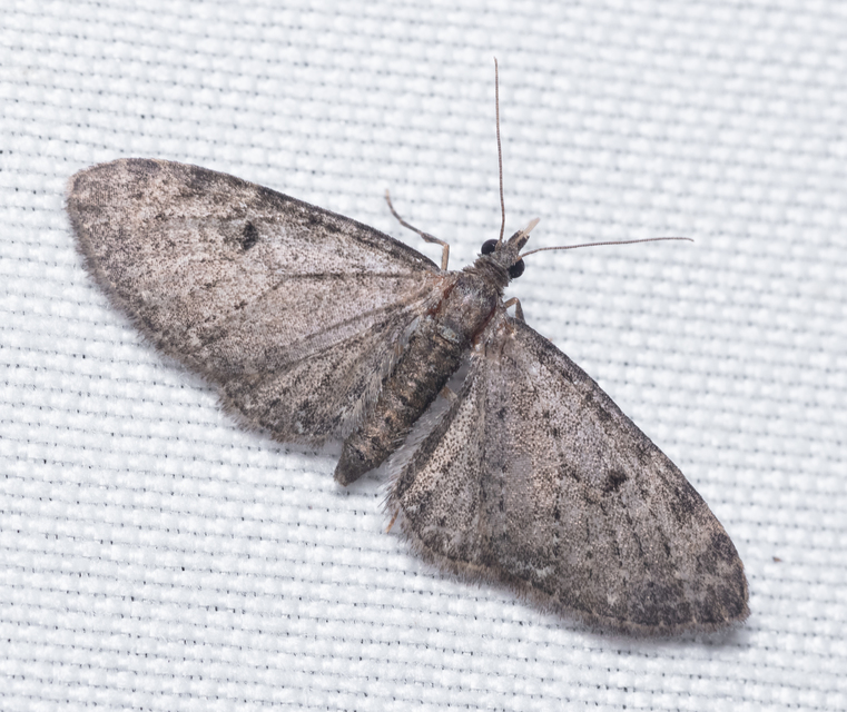 Eupithecia virgaureata - aranyvessző-törpearaszoló