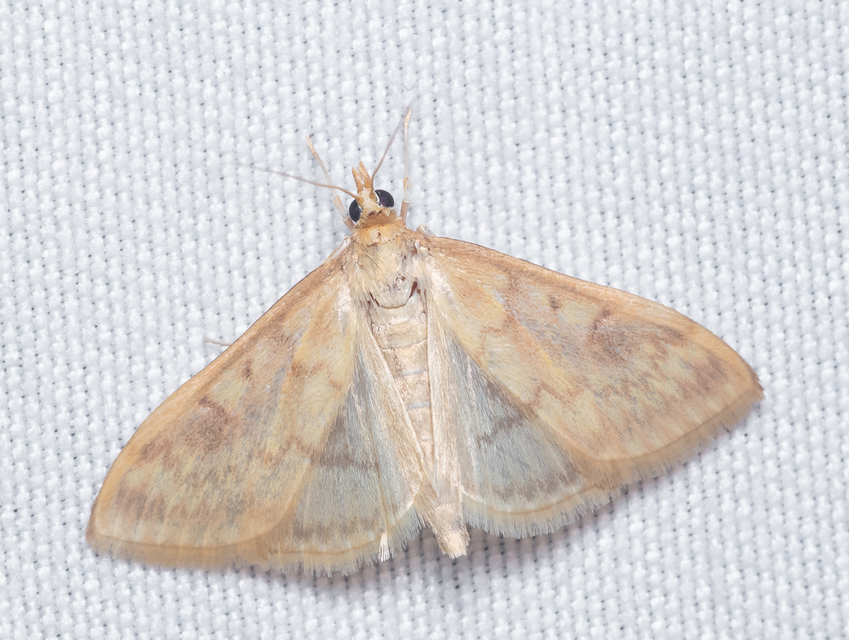 Ostrinia nubilalis - kukoricamoly