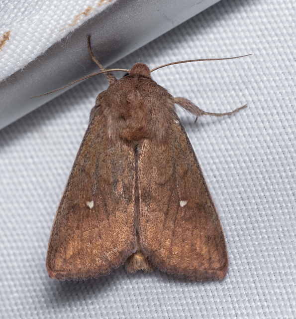 Mythimna albipuncta - fehérpettyes rétibagoly