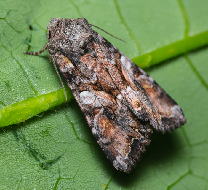 Lacanobia contigua - hamuszürke kertibagoly