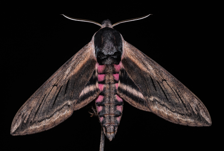 Sphinx ligustri - fagyalszender